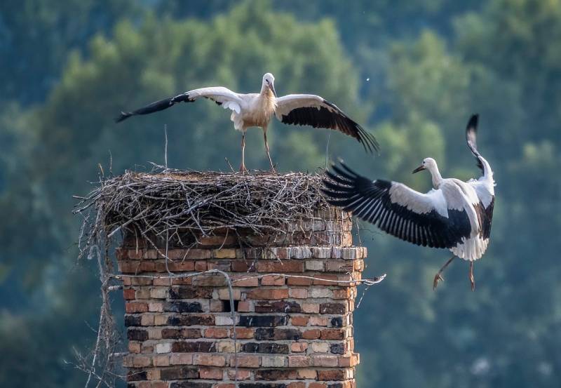 Professional Chimney Animal Removal Services in Silver Spring, Maryland