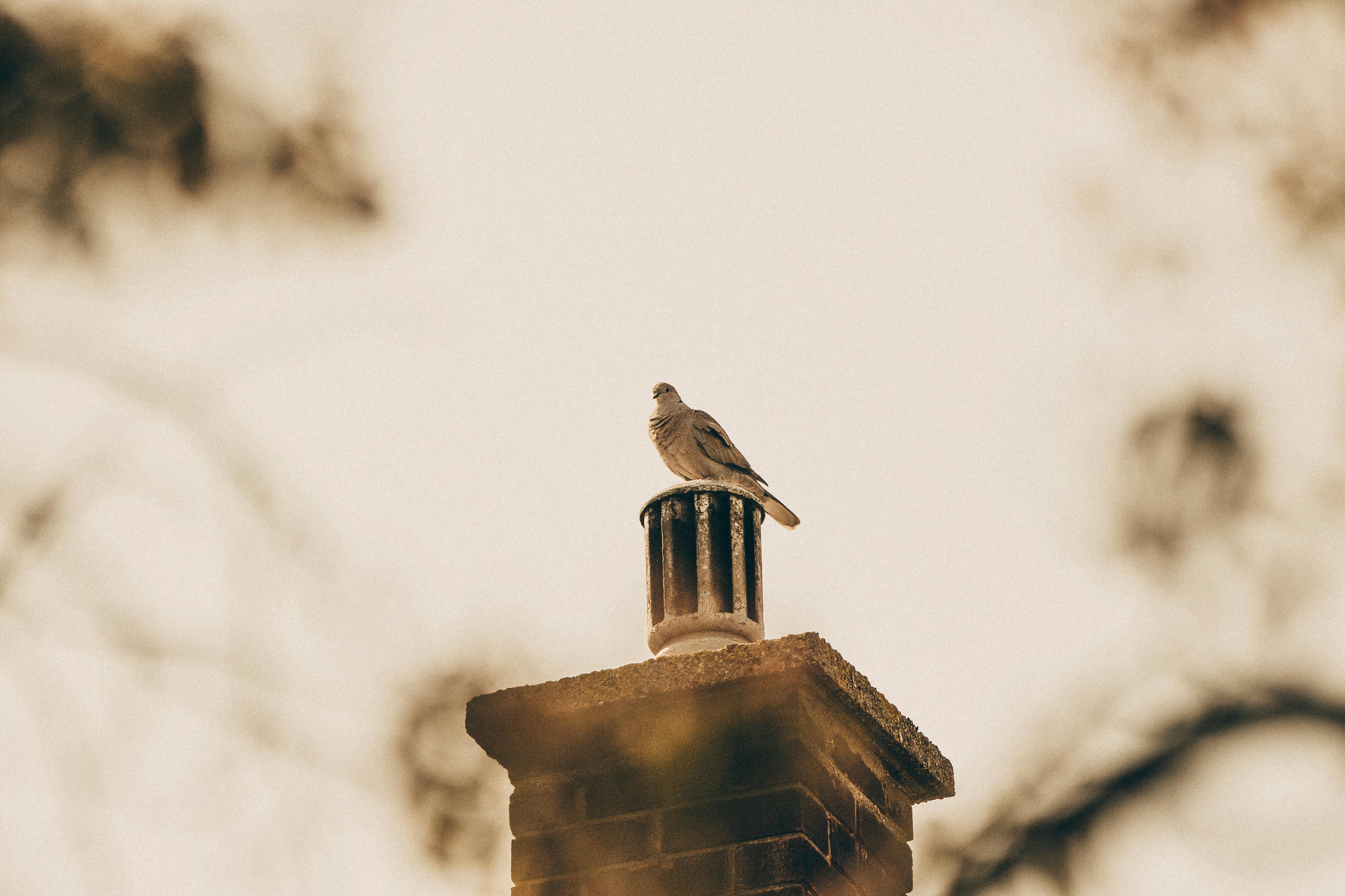 Expert Chimney Cap Installation in Silver Spring, Maryland
